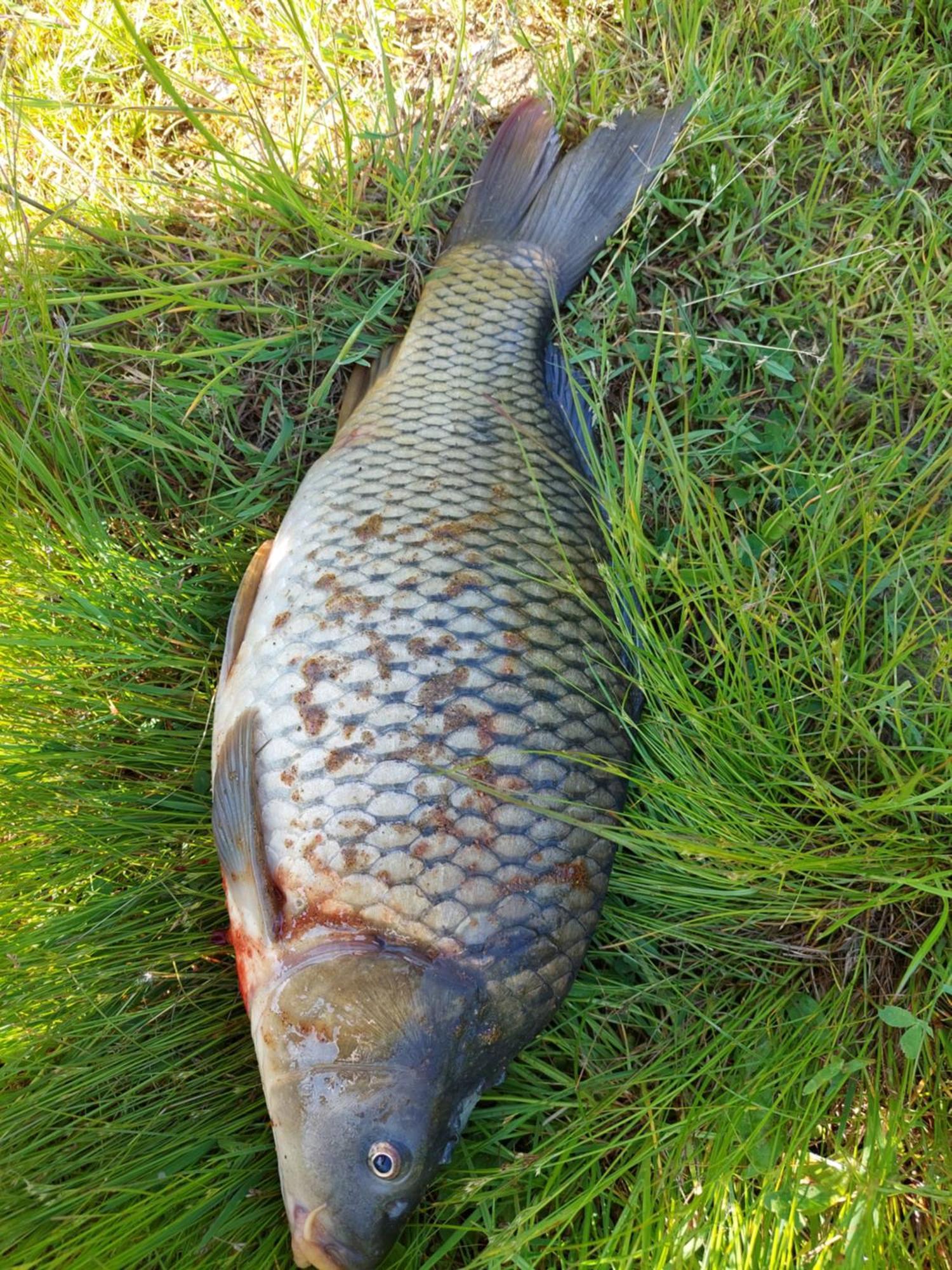 Ubytovani Na Lipne Černá v Pošumaví Exteriör bild